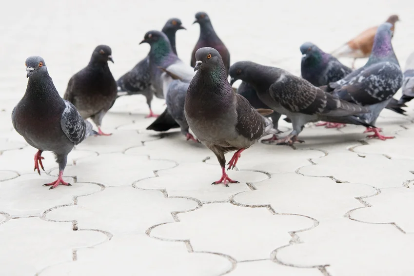 societe de traitement anti pigeons casablanca Maroc