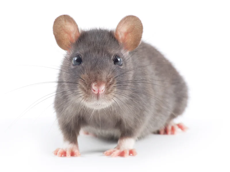 Societe de traitement rats souris Casablanca