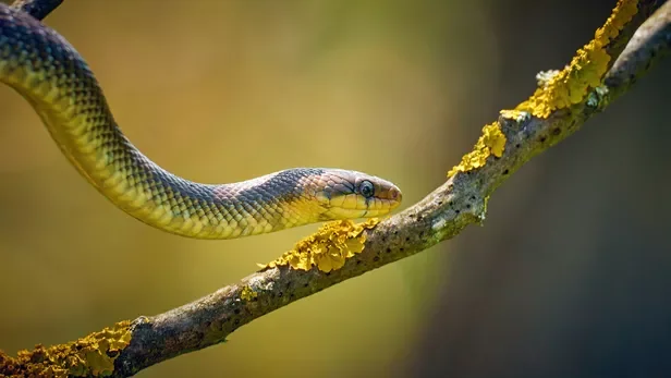 Société de traitement contre serpent à Casablanca Maroc