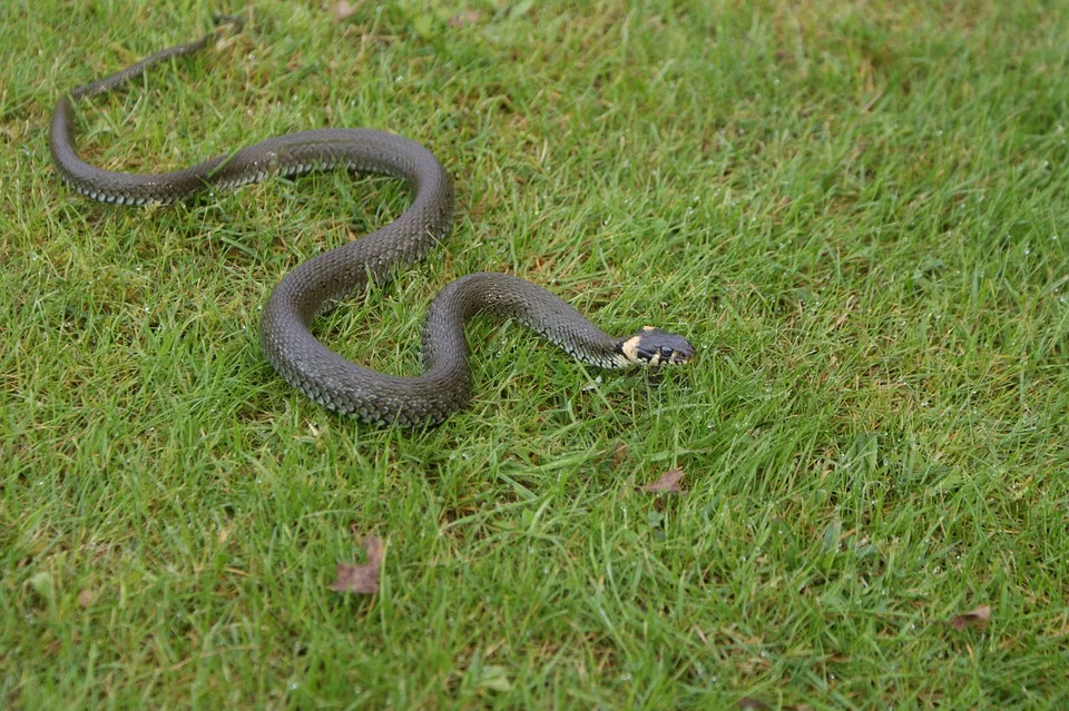 Société de traitement contre serpent à Casablanca Maroc