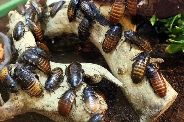 Société de traitement contre insectes à Casablanca Maroc