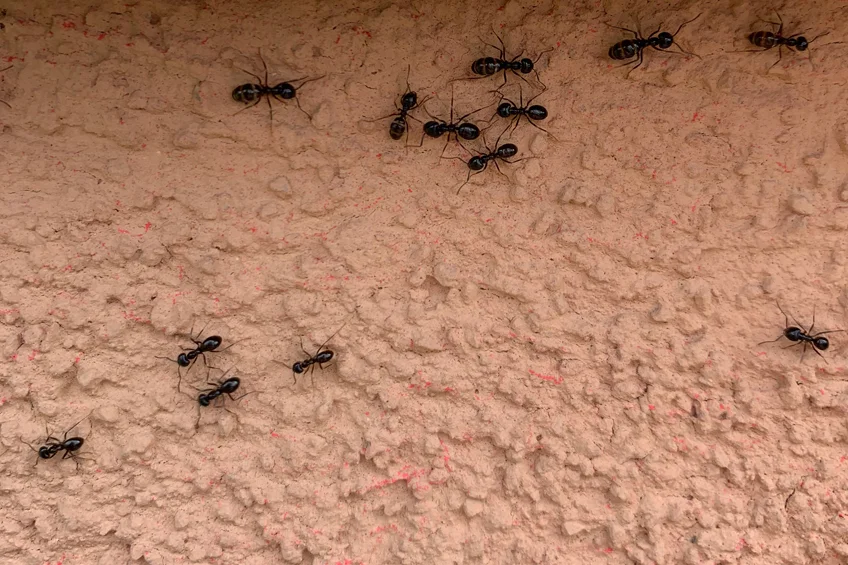 Société de traitement contre fourmis à Casablanca Maroc