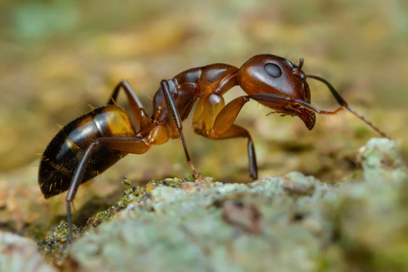 Société de traitement contre fourmis à Casablanca Maroc