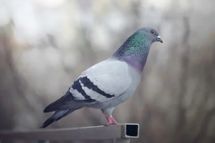 traitement anti pigeons à Casablanca